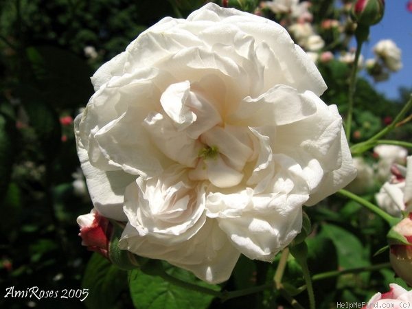 'Belle de Baltimore' rose photo