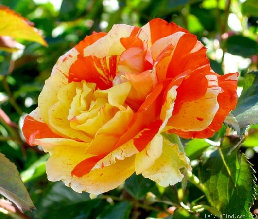 'Oranges 'n' Lemons ™' rose, click to enlarge 'Oranges 'n' Lemons ™' rose photo