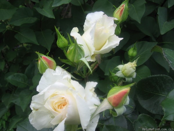 'Schneewalzer (climber, Evers/Tantau, 1987)' rose photo