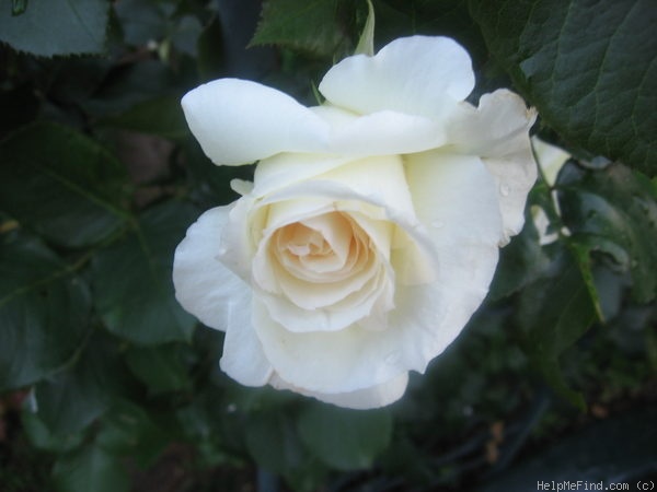 'Schneewalzer (climber, Evers/Tantau, 1987)' rose photo