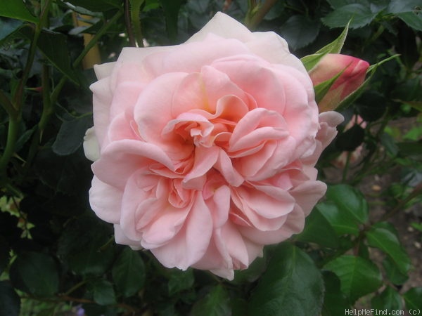 'Königin Margrethe' rose photo