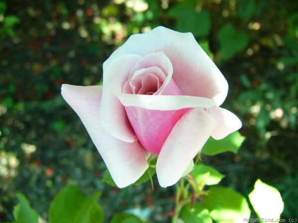 'Blossom Time' rose photo