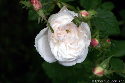 'Madame Plantier (alba-noisette hybrid, Plantier, 1835)' rose photo