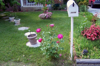 'Outta The Blue ™' rose, click to enlarge 'Outta The Blue ™' rose photo