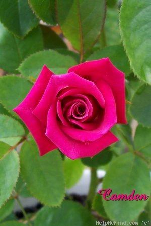 'Camden' rose photo