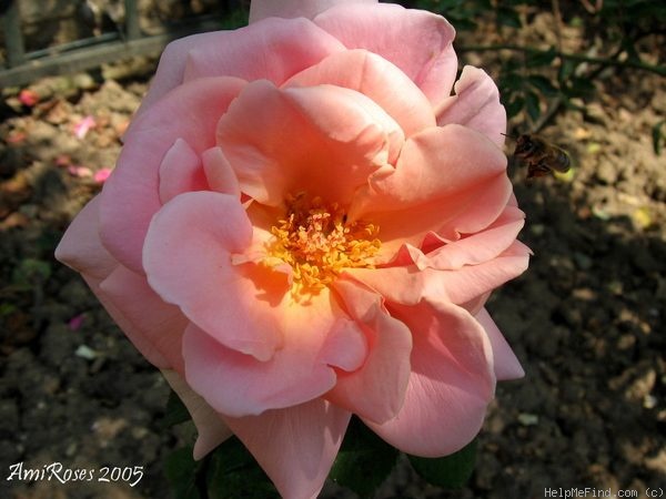 'Cherubin (tea)' rose photo
