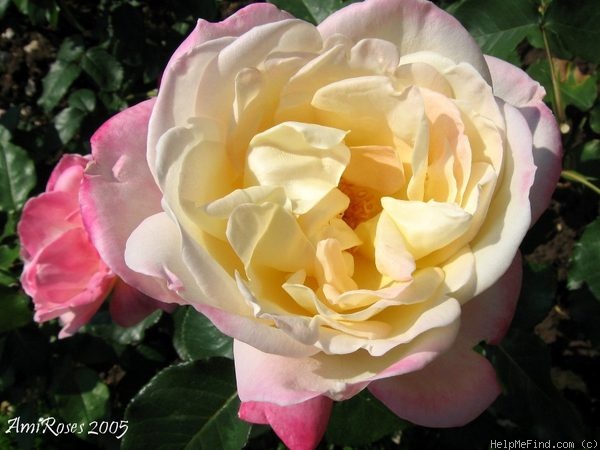 'Marie-Louise Sondaz' rose photo