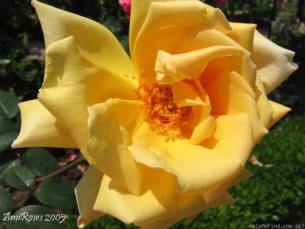 'Caddy' rose photo