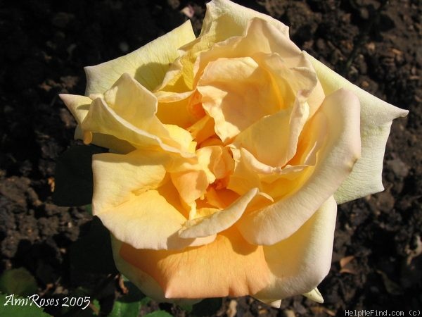 'Kidway' rose photo