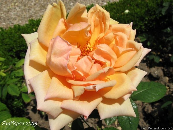 'Joanna Hill' rose photo