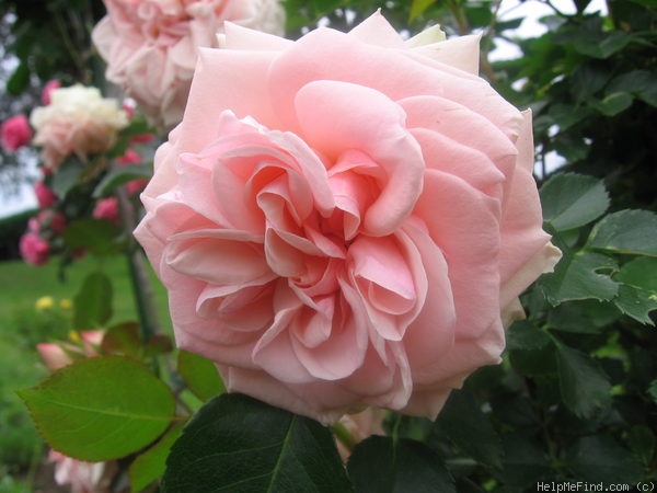 'Königin Margrethe' rose photo