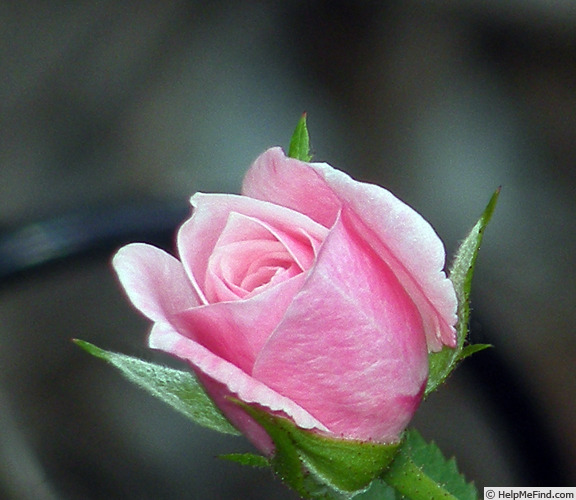 'Jeanne Lajoie' rose photo