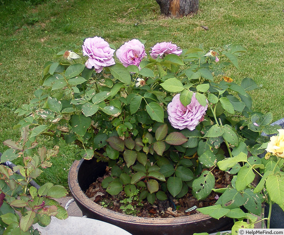 'Love Song (floribunda, Carruth 2011)' rose photo