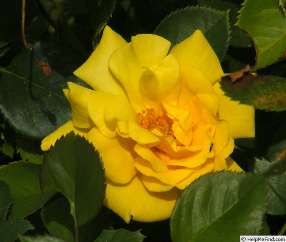 'Lowell Thomas' rose photo