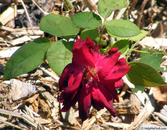 'Oklahoma (Hybrid Tea, Swim & Weeks, 1963)' rose photo