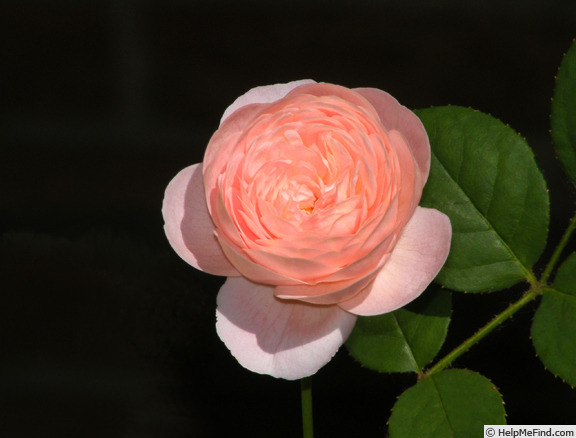 'Queen of Sweden' rose photo