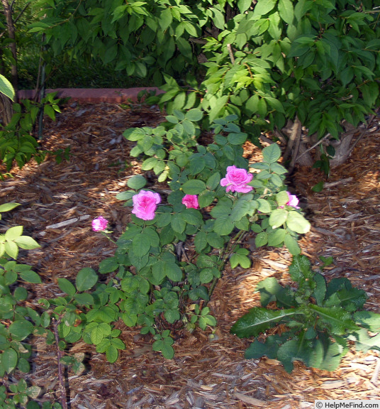 'Reine des Violettes (hybrid perpetual, Mille-Mallet 1860)' rose photo