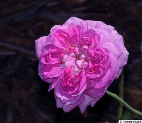 'Reine des Violettes (hybrid perpetual, Mille-Mallet 1860)' rose photo