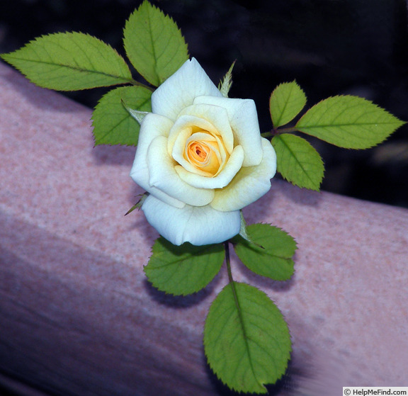 'Yantai' rose photo