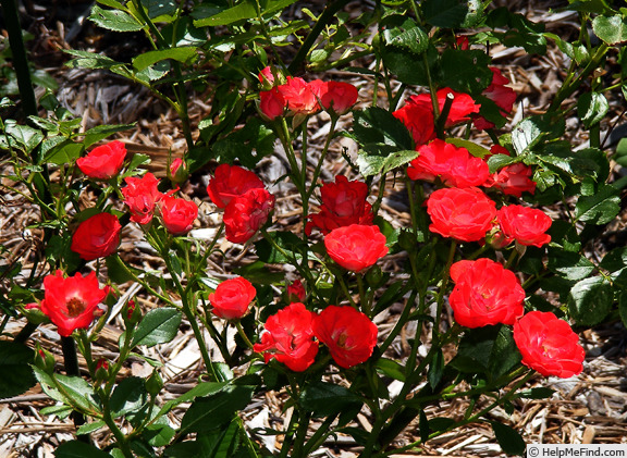 'Zenaitta' rose photo