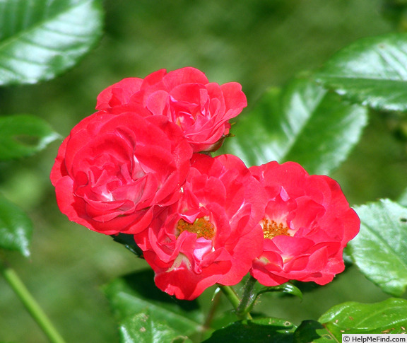 'Zenaitta' rose photo