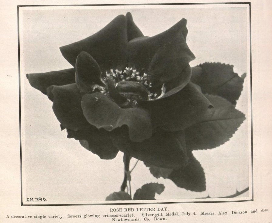 'Red-Letter Day (hybrid tea, Dickson, 1914)' rose photo