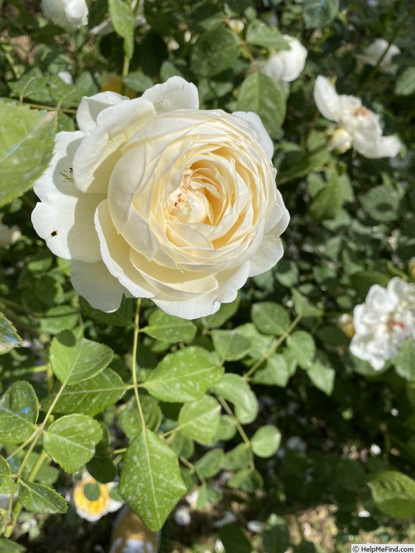'Claire Austin' rose photo