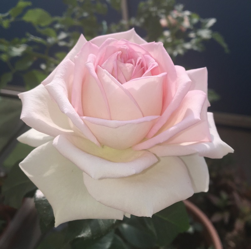 'Ragazza ®' rose photo