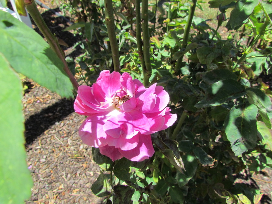 'Marchioness of Salisbury' rose photo