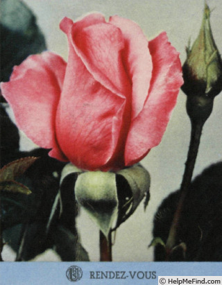 'Rendez-vous (hybrid tea, Meilland, 1953)' rose photo