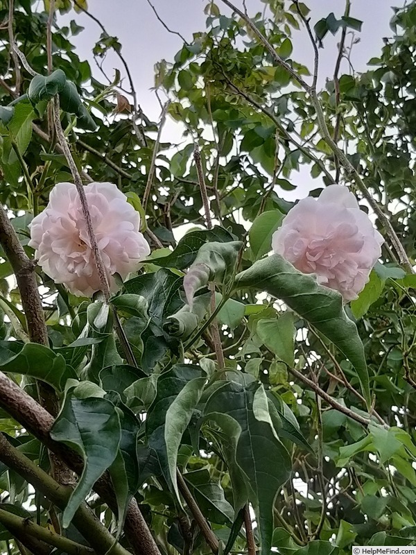 'Madame Alfred Carrière (Noisette, Schwartz, 1875)' rose photo