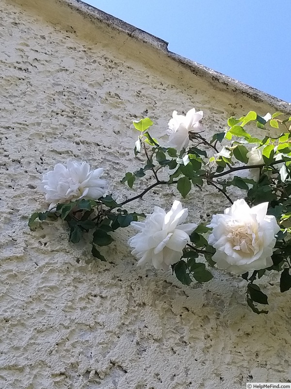 'Madame Alfred Carrière (noisette, Schwartz 1875)' rose, click to enlarge 'Madame Alfred Carrière (noisette, Schwartz 1875)' rose photo