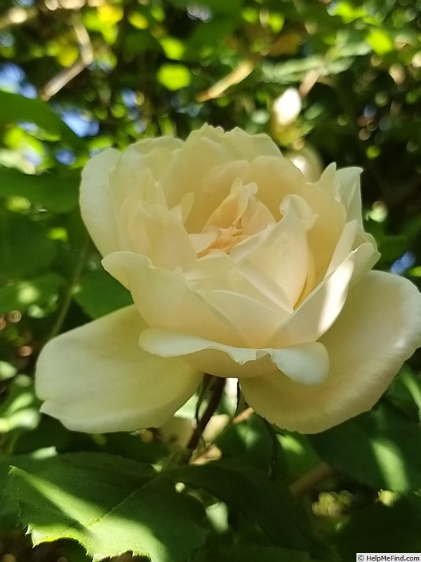 'Madame Alfred Carrière (noisette, Schwartz 1875)' rose, click to enlarge 'Madame Alfred Carrière (noisette, Schwartz 1875)' rose photo
