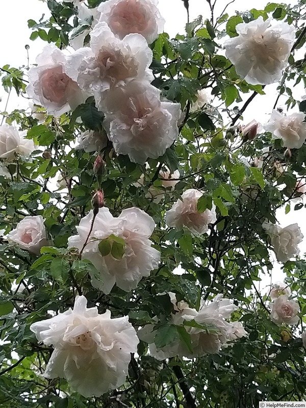 'Madame Alfred Carrière (noisette, Schwartz 1875)' rose, click to enlarge 'Madame Alfred Carrière (noisette, Schwartz 1875)' rose photo