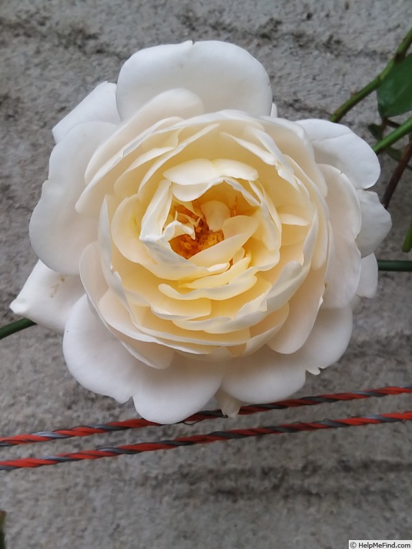 'Martine Guillot ®' rose photo