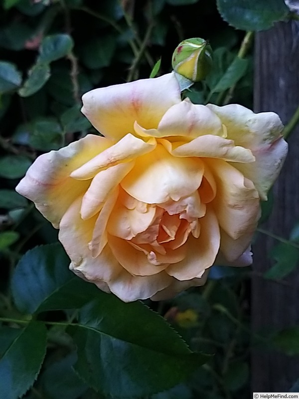 'Michka ®' rose photo
