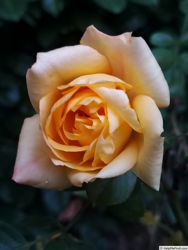 'Michka ®' rose photo