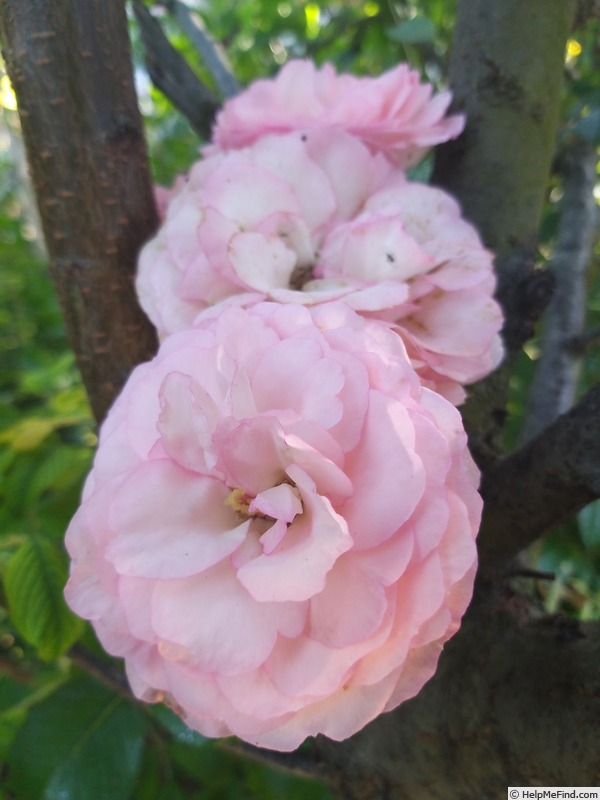 'Mini Eden Rose ®' rose photo