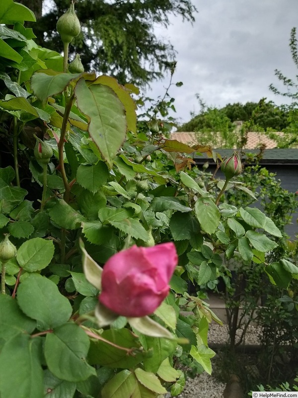 'Madame Isaac Pereire (Bourbon, Garcon, 1876)' rose photo