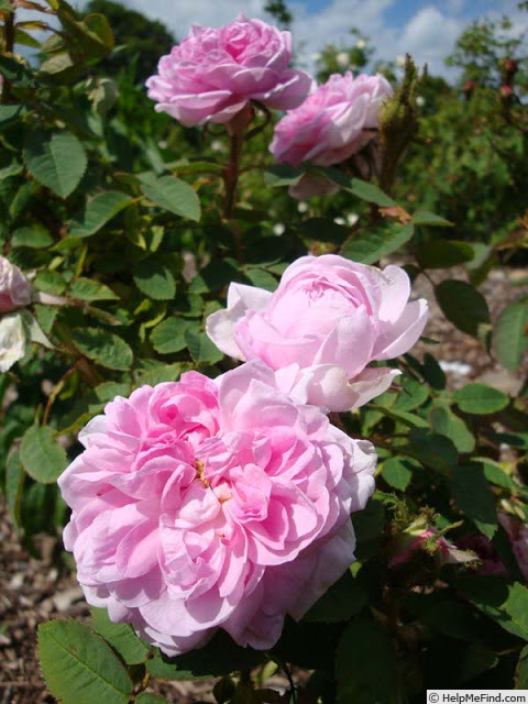 'Soupert et Notting' rose photo