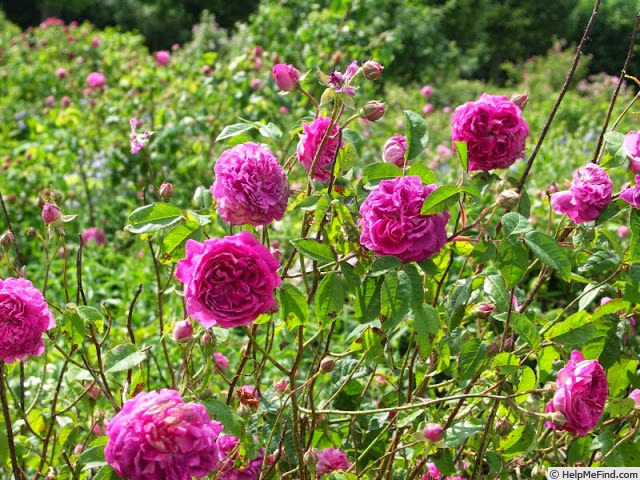 'Beau Narcisse' rose photo