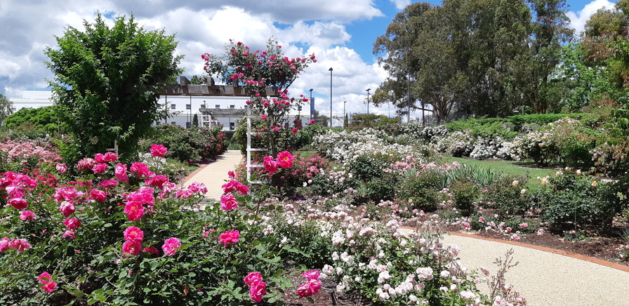 'Old Parliament House Gardens - Rex Hazlewood Rose Garden'  photo