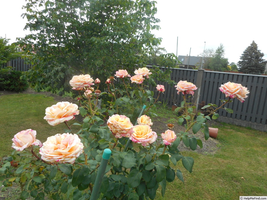 'Erzgebirgsrose' rose photo