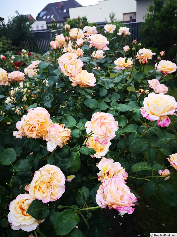 'Erzgebirgsrose' rose photo