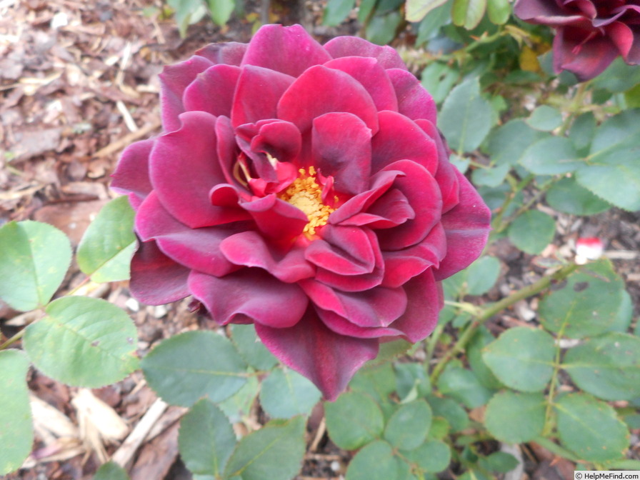 'Burgundy velvet' rose photo