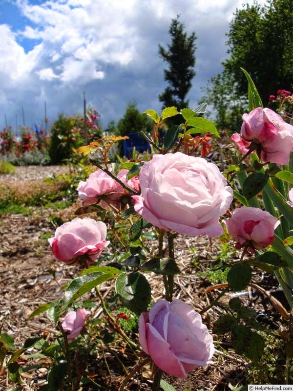 'Blue Elric' rose photo