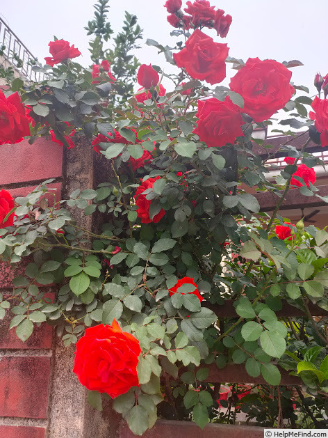 'Cordula ®' rose photo