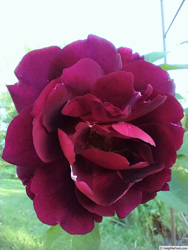 'Sénégal (Cl. Hybrid Tea, Mallerin, 1944)' rose photo
