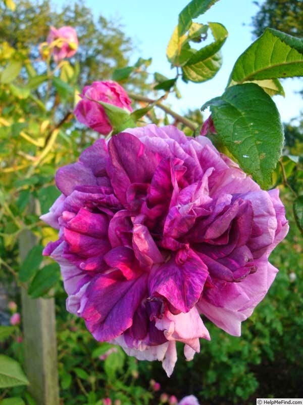 'Tour de Malakoff (centifolia, Pastoret/Soupert & Notting, 1856)' rose photo