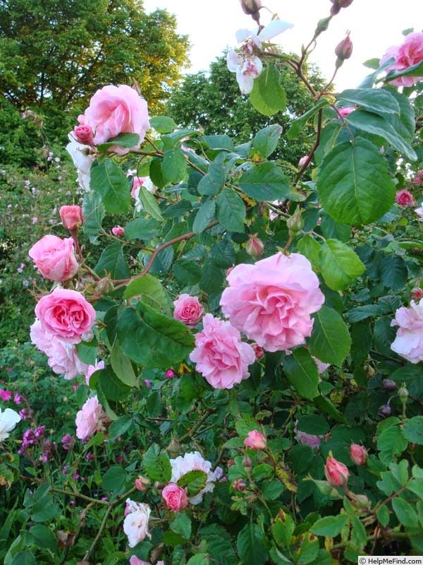 'Fritz Nobis' rose, click to enlarge 'Fritz Nobis' rose photo